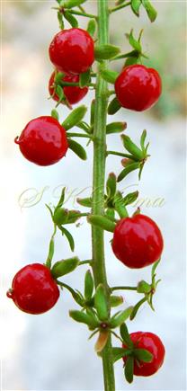 Rivina humilis